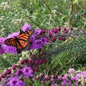 Meet your Posher, Shukri